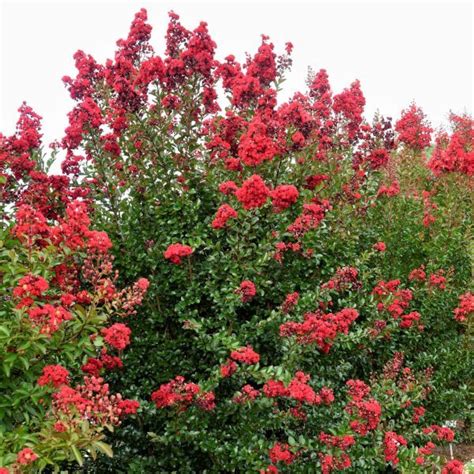 The Best Companion Plants for Red Magic Drape Myrtle: Creating Harmonious Gardens